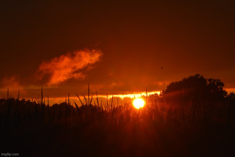 sun rising through the corn | image tagged in sunrise,corn | made w/ Imgflip meme maker