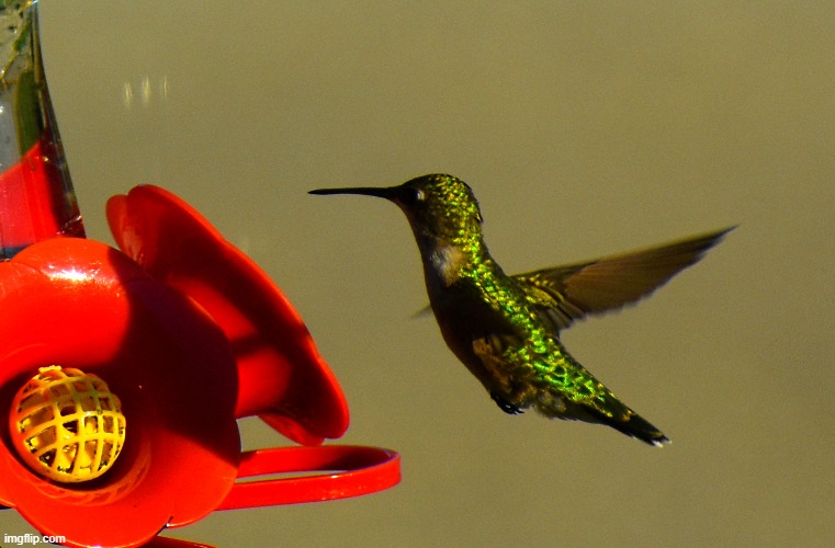 hummingbird | image tagged in hummingbird,kewlew | made w/ Imgflip meme maker