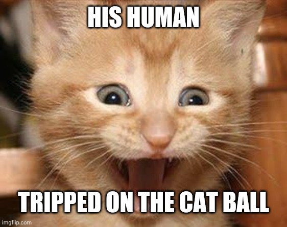 Excited Cat | HIS HUMAN; TRIPPED ON THE CAT BALL | image tagged in memes,excited cat | made w/ Imgflip meme maker