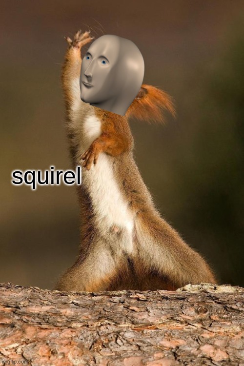 Dancing Squirrel | squirel | image tagged in dancing squirrel | made w/ Imgflip meme maker