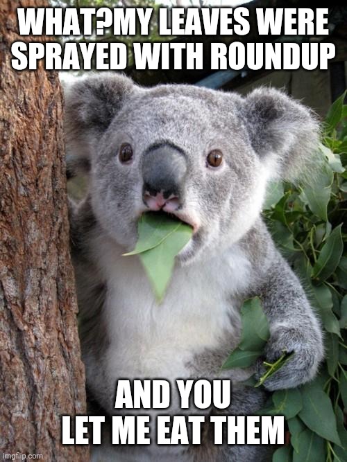 Surprised Koala Meme | WHAT?MY LEAVES WERE SPRAYED WITH ROUNDUP; AND YOU LET ME EAT THEM | image tagged in memes,surprised koala | made w/ Imgflip meme maker
