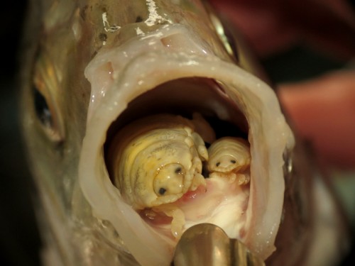 High Quality Fish tongue isopod parasite Blank Meme Template