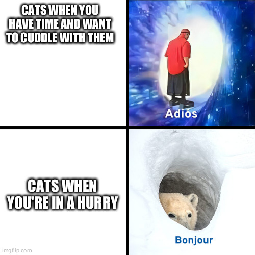 why cats, why | CATS WHEN YOU HAVE TIME AND WANT TO CUDDLE WITH THEM; CATS WHEN YOU'RE IN A HURRY | image tagged in adios bonjour | made w/ Imgflip meme maker
