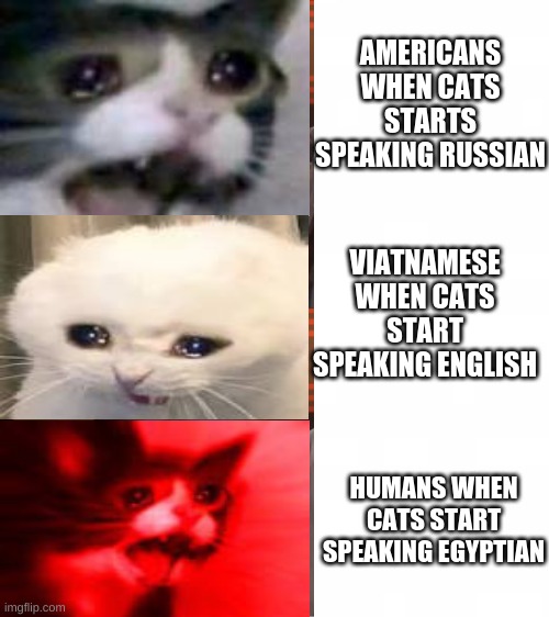 Who Killed Hannibal | AMERICANS WHEN CATS STARTS SPEAKING RUSSIAN; VIATNAMESE WHEN CATS START SPEAKING ENGLISH; HUMANS WHEN CATS START SPEAKING EGYPTIAN | image tagged in memes,cats | made w/ Imgflip meme maker