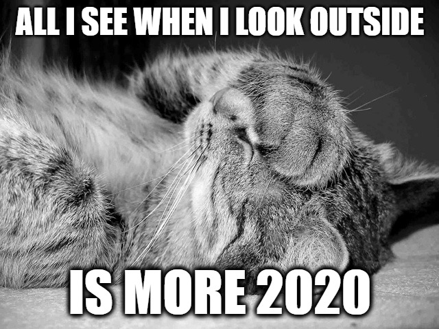 Make it stop | ALL I SEE WHEN I LOOK OUTSIDE; IS MORE 2020 | image tagged in cats memes,2020,fun,funny,funny memes | made w/ Imgflip meme maker