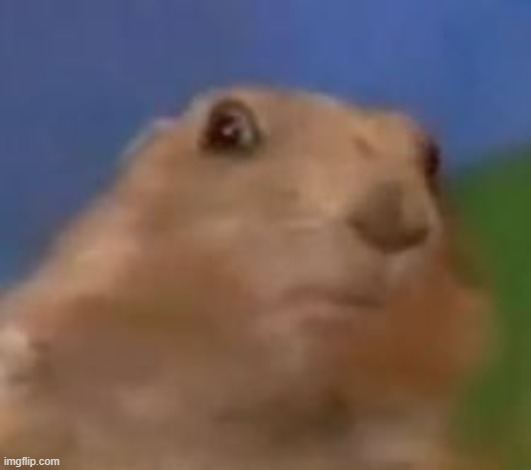 Rodent | image tagged in shocked rodent | made w/ Imgflip meme maker