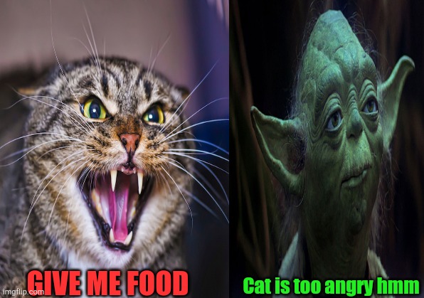 Yoda And Cat | Cat is too angry hmm; GIVE ME FOOD | image tagged in cats,angry cat,star wars yoda,yoda | made w/ Imgflip meme maker