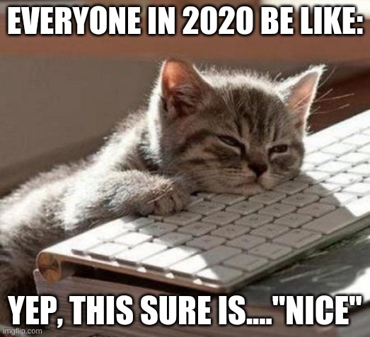 tired cat | EVERYONE IN 2020 BE LIKE:; YEP, THIS SURE IS...."NICE" | image tagged in tired cat | made w/ Imgflip meme maker