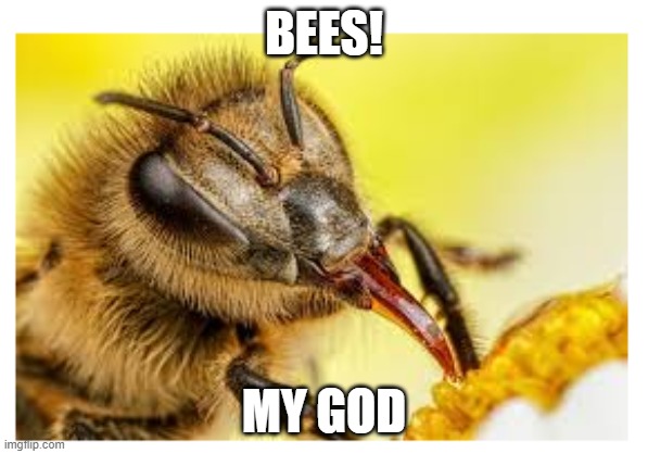 the quarter guy's reaction to bees in a video game | BEES! MY GOD | image tagged in youtuber,memes | made w/ Imgflip meme maker