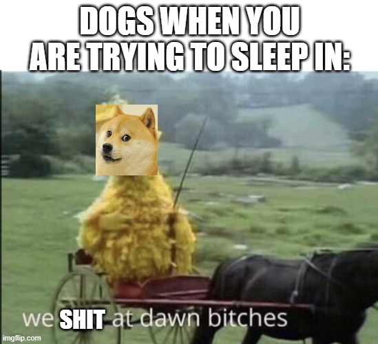 They can't wait an extra 2 hours for their walk. | DOGS WHEN YOU ARE TRYING TO SLEEP IN:; SHIT | image tagged in we ride at dawn bitches,funny,memes,doge | made w/ Imgflip meme maker