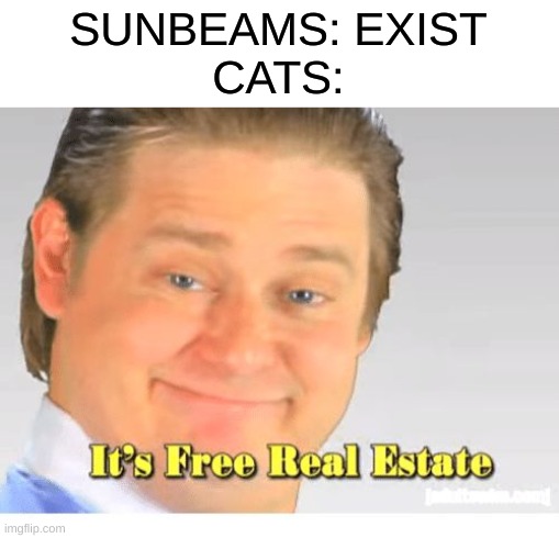 It's Free Real Estate | SUNBEAMS: EXIST
CATS: | image tagged in it's free real estate | made w/ Imgflip meme maker