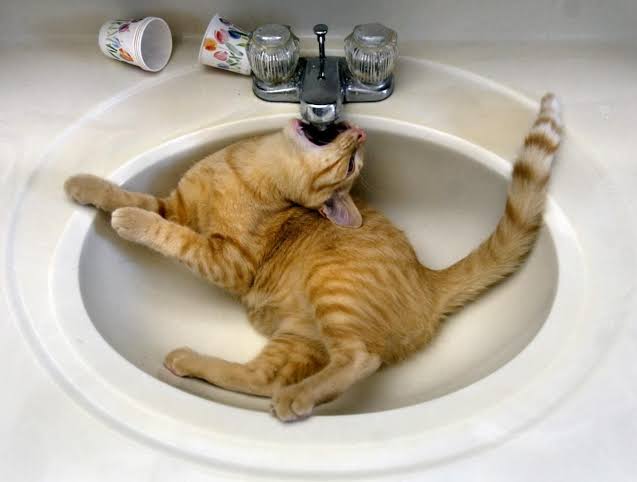 Cat drinking water Blank Meme Template