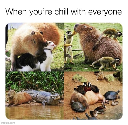 CAPYBARAS!!! (repost) | image tagged in aww,wholesome,repost,reposts are awesome,reposts,chill | made w/ Imgflip meme maker