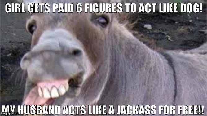 #jackass #husband | GIRL GETS PAID 6 FIGURES TO ACT LIKE DOG! MY HUSBAND ACTS LIKE A JACKASS FOR FREE!! | image tagged in funny,husband,jackass | made w/ Imgflip meme maker