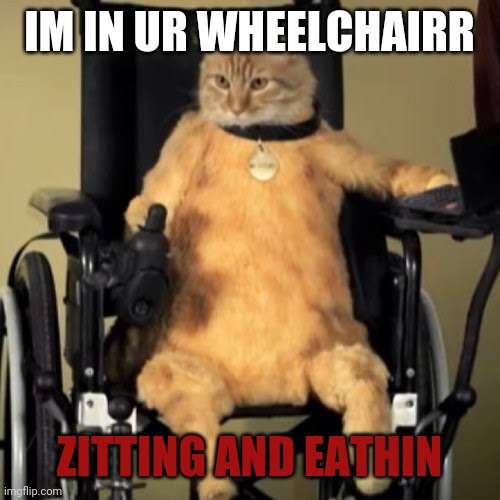 Wheelchair cat | IM IN UR WHEELCHAIRR; ZITTING AND EATHIN | image tagged in wheelchair cat | made w/ Imgflip meme maker