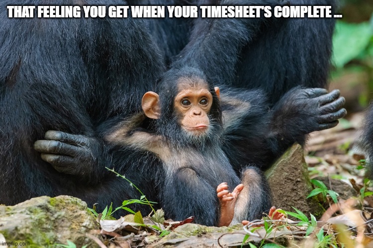 Monkey Timesheet Reminder | THAT FEELING YOU GET WHEN YOUR TIMESHEET'S COMPLETE ... | image tagged in monkey timesheet reminder,timesheet reminder,timesheet meme,funny timesheet reminders | made w/ Imgflip meme maker