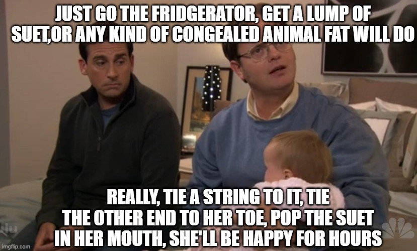 Dwight to the rescue | JUST GO THE FRIDGERATOR, GET A LUMP OF SUET,OR ANY KIND OF CONGEALED ANIMAL FAT WILL DO; REALLY, TIE A STRING TO IT, TIE THE OTHER END TO HER TOE, POP THE SUET IN HER MOUTH, SHE'LL BE HAPPY FOR HOURS | image tagged in dwight stop a baby from crying | made w/ Imgflip meme maker