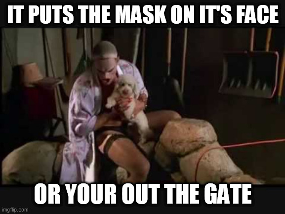 It puts the mask on | IT PUTS THE MASK ON IT'S FACE; OR YOUR OUT THE GATE | image tagged in buffalo bob | made w/ Imgflip meme maker