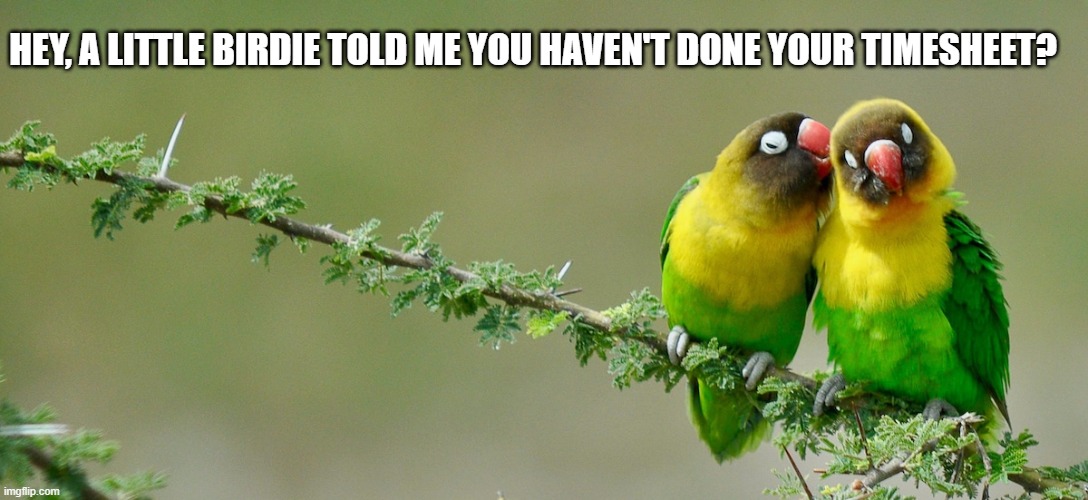 Birdie Timesheet Reminder | HEY, A LITTLE BIRDIE TOLD ME YOU HAVEN'T DONE YOUR TIMESHEET? | image tagged in birdie timesheet reminder,timesheet reminder,timesheet meme,funny memes | made w/ Imgflip meme maker