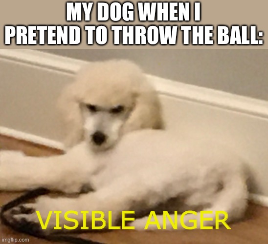 Doggo | MY DOG WHEN I PRETEND TO THROW THE BALL:; VISIBLE ANGER | image tagged in funny,dog | made w/ Imgflip meme maker