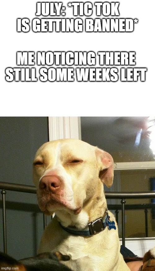JULY: *TIC TOK IS GETTING BANNED*; ME NOTICING THERE STILL SOME WEEKS LEFT | image tagged in blank white template,suspicious dog | made w/ Imgflip meme maker