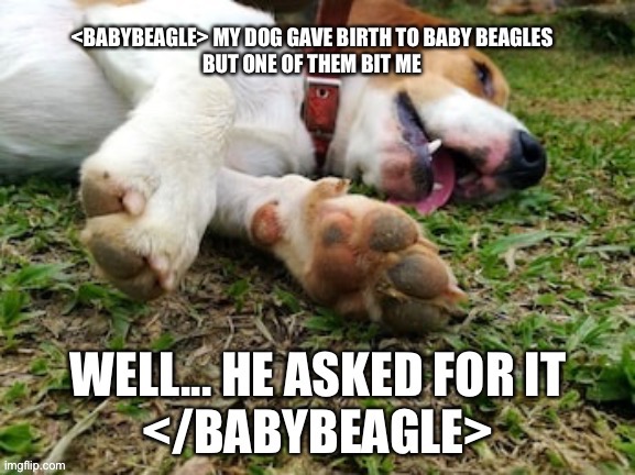 Beagle coding meme | image tagged in funny memes | made w/ Imgflip meme maker