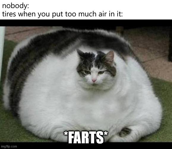 gross... | nobody:
tires when you put too much air in it:; *FARTS* | image tagged in fat cat 2,memes,funny,tires,tire,car | made w/ Imgflip meme maker