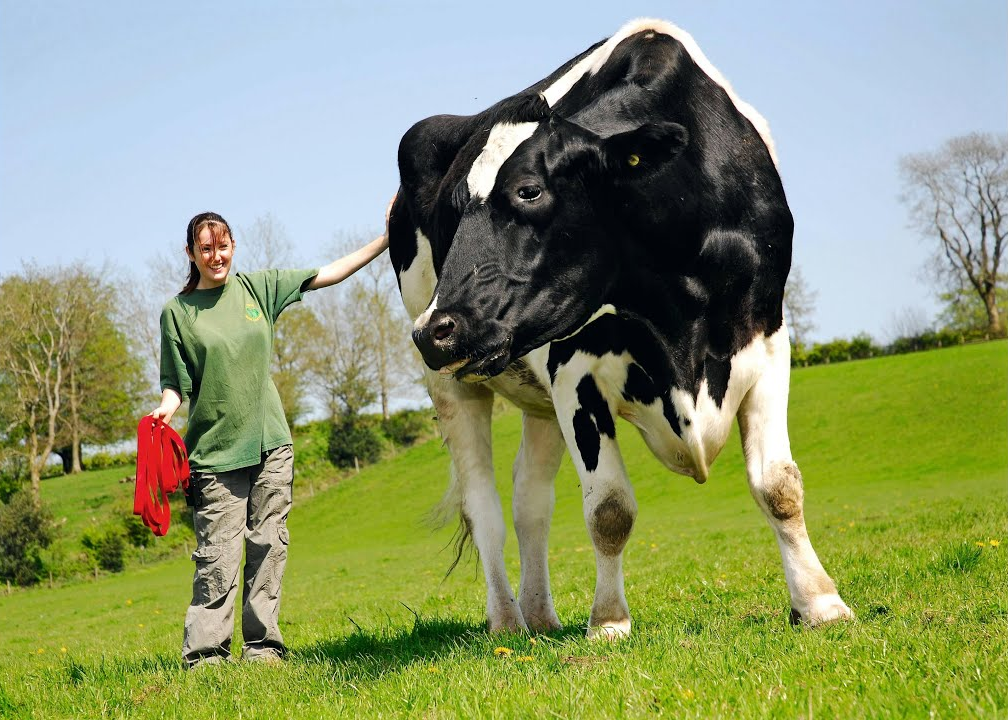 Girl with a Cow Blank Meme Template