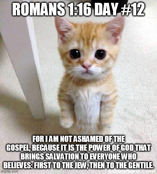 Cute Cat | ROMANS 1:16 DAY #12; FOR I AM NOT ASHAMED OF THE GOSPEL, BECAUSE IT IS THE POWER OF GOD THAT BRINGS SALVATION TO EVERYONE WHO BELIEVES: FIRST TO THE JEW, THEN TO THE GENTILE. | image tagged in memes,cute cat | made w/ Imgflip meme maker