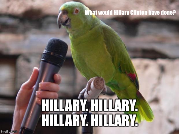 What would Hillary have done | What would Hillary Clinton have done? HILLARY. HILLARY. HILLARY. HILLARY. | image tagged in parrot,hillary clinton | made w/ Imgflip meme maker