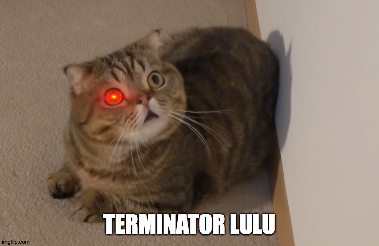 I hope Claire Luvcat sees this | TERMINATOR LULU | image tagged in cats | made w/ Imgflip meme maker