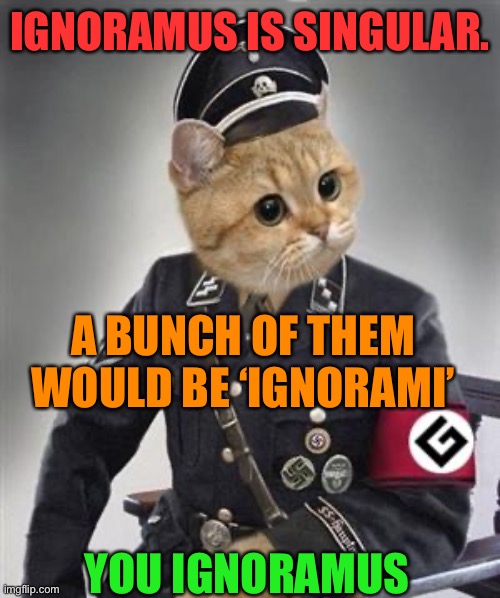 Grammar Nazi Cat | IGNORAMUS IS SINGULAR. YOU IGNORAMUS A BUNCH OF THEM WOULD BE ‘IGNORAMI’ | image tagged in grammar nazi cat | made w/ Imgflip meme maker