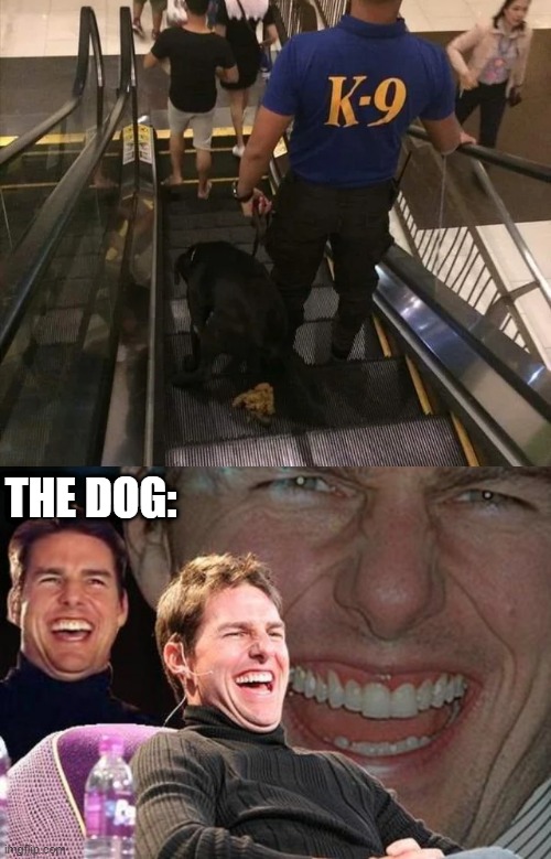 They're in for a ruff time! | THE DOG: | image tagged in tom cruise laugh,memes,funny,dogs,laugh | made w/ Imgflip meme maker
