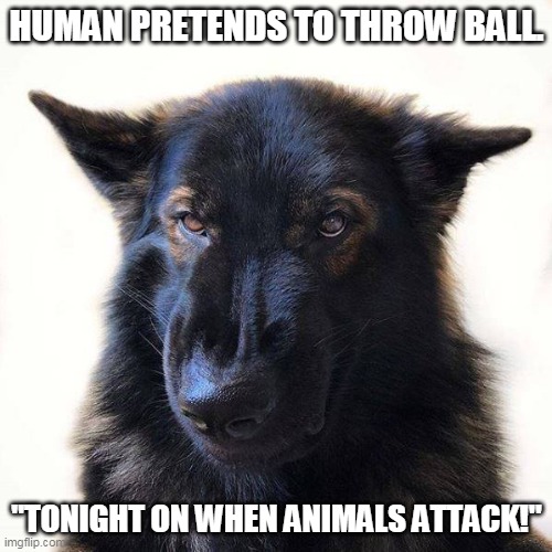 Angry Dog | HUMAN PRETENDS TO THROW BALL. "TONIGHT ON WHEN ANIMALS ATTACK!" | image tagged in angry dog | made w/ Imgflip meme maker