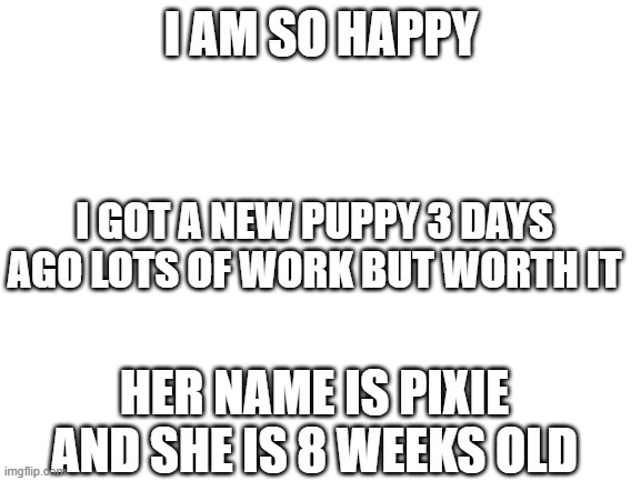 Blank White Template | I AM SO HAPPY; I GOT A NEW PUPPY 3 DAYS AGO LOTS OF WORK BUT WORTH IT; HER NAME IS PIXIE AND SHE IS 8 WEEKS OLD | image tagged in blank white template | made w/ Imgflip meme maker