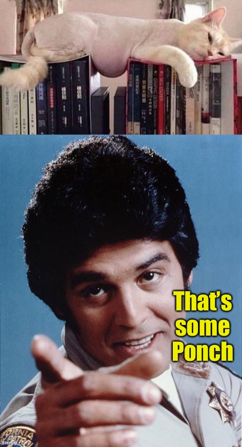 California Highway Pawtrol | That’s some Ponch | image tagged in chips,motorcycles,cats,memes,funny | made w/ Imgflip meme maker