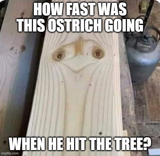 ostrich | HOW FAST WAS THIS OSTRICH GOING; WHEN HE HIT THE TREE? | image tagged in funny | made w/ Imgflip meme maker