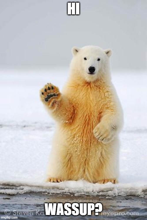 just came to say hi. | HI; WASSUP? | image tagged in hello polar bear | made w/ Imgflip meme maker