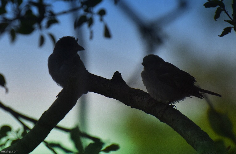 sparrow silhouettes | image tagged in birds,kewlew | made w/ Imgflip meme maker