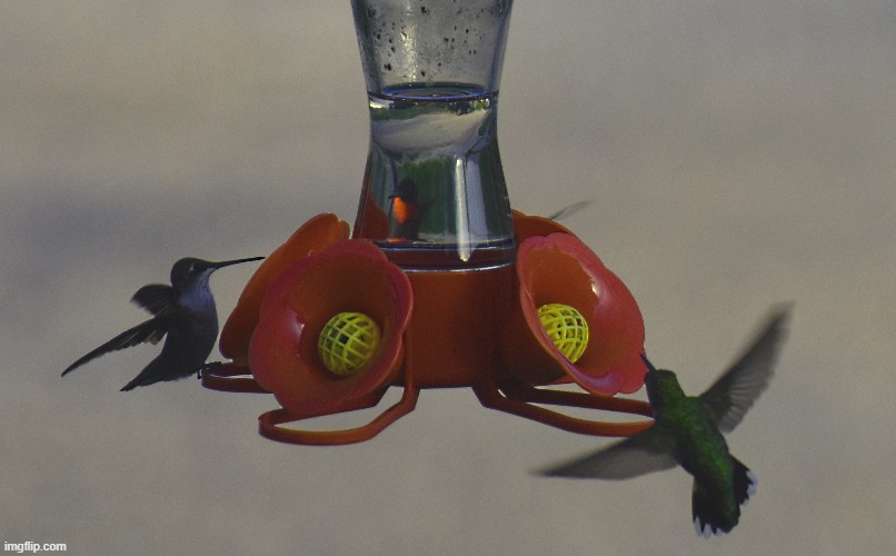 hummingbirds | image tagged in hummingbirds,kewlew | made w/ Imgflip meme maker