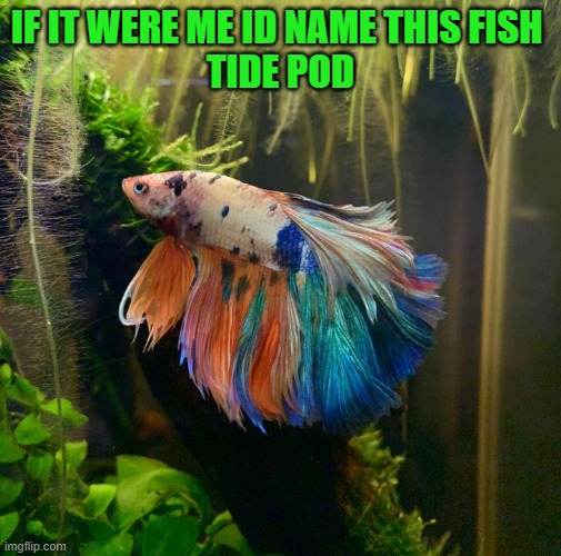 tide pod | IF IT WERE ME ID NAME THIS FISH 
TIDE POD | image tagged in fighting fish,kewlew | made w/ Imgflip meme maker