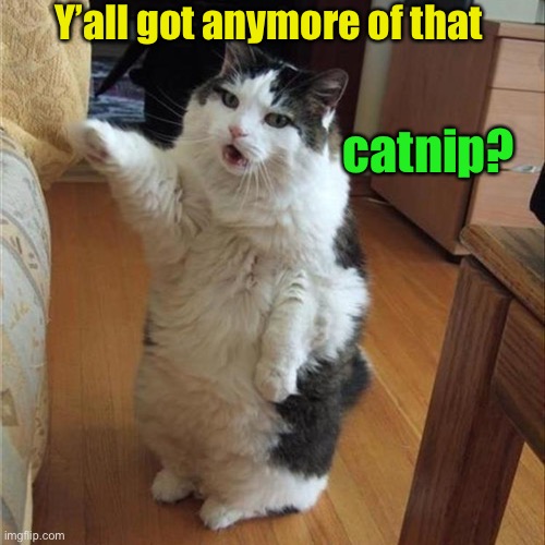 Y’all got anymore of that; catnip? | image tagged in cats,catnip,memes,funny | made w/ Imgflip meme maker