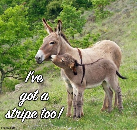 I’ve got a stripe too! | made w/ Imgflip meme maker