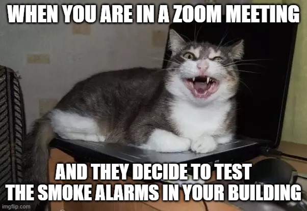 Cat on laptop ZOOM meeting | WHEN YOU ARE IN A ZOOM MEETING; AND THEY DECIDE TO TEST THE SMOKE ALARMS IN YOUR BUILDING | image tagged in cat,zoom meeting | made w/ Imgflip meme maker