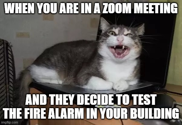 cat on a lap top fire alarm | WHEN YOU ARE IN A ZOOM MEETING; AND THEY DECIDE TO TEST THE FIRE ALARM IN YOUR BUILDING | image tagged in cat,fire alarm,lap top | made w/ Imgflip meme maker