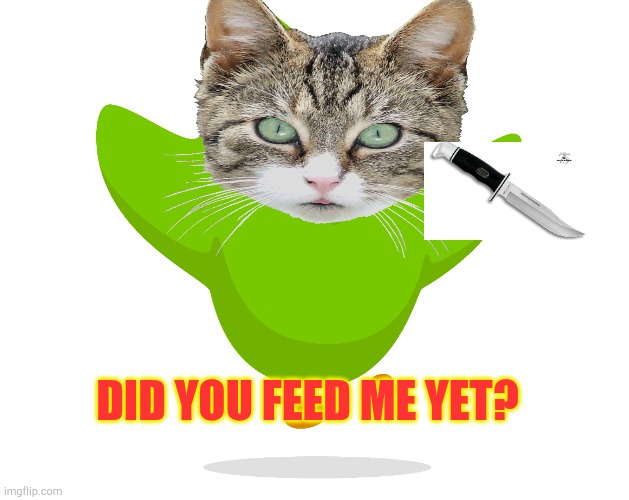 DID YOU FEED ME YET? | image tagged in cats,duolingo,duolingo bird,angry cat,knife cat | made w/ Imgflip meme maker