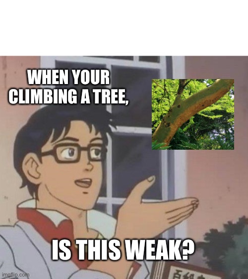 Is This A Pigeon Meme | WHEN YOUR CLIMBING A TREE, IS THIS WEAK? | image tagged in memes,is this a pigeon | made w/ Imgflip meme maker