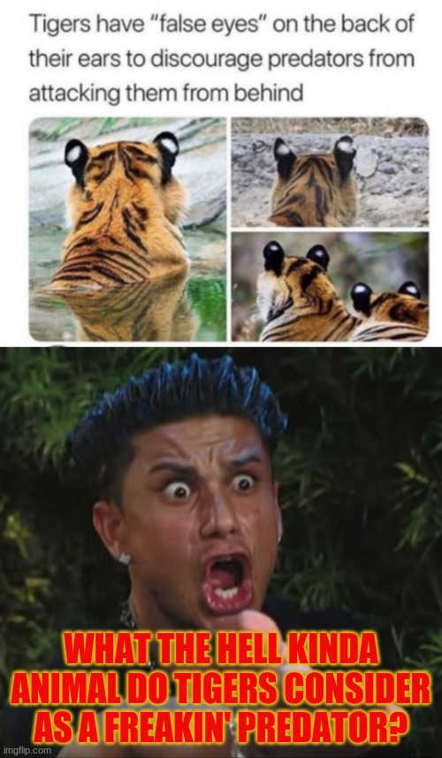 Tigers have what...to discourage...WHAT, now? | WHAT THE HELL KINDA ANIMAL DO TIGERS CONSIDER AS A FREAKIN' PREDATOR? | image tagged in memes,dj pauly d,tigers,wait what,no one is safe,tiger predators | made w/ Imgflip meme maker