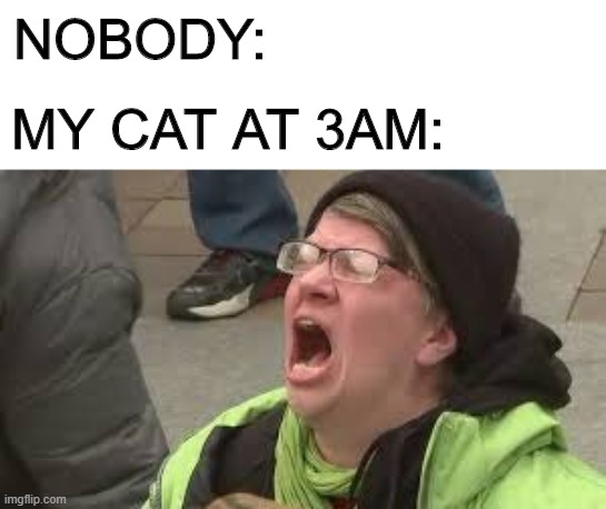 You can't sleep when I'm lonely | NOBODY:; MY CAT AT 3AM: | image tagged in memes,wailing,cats,loud | made w/ Imgflip meme maker