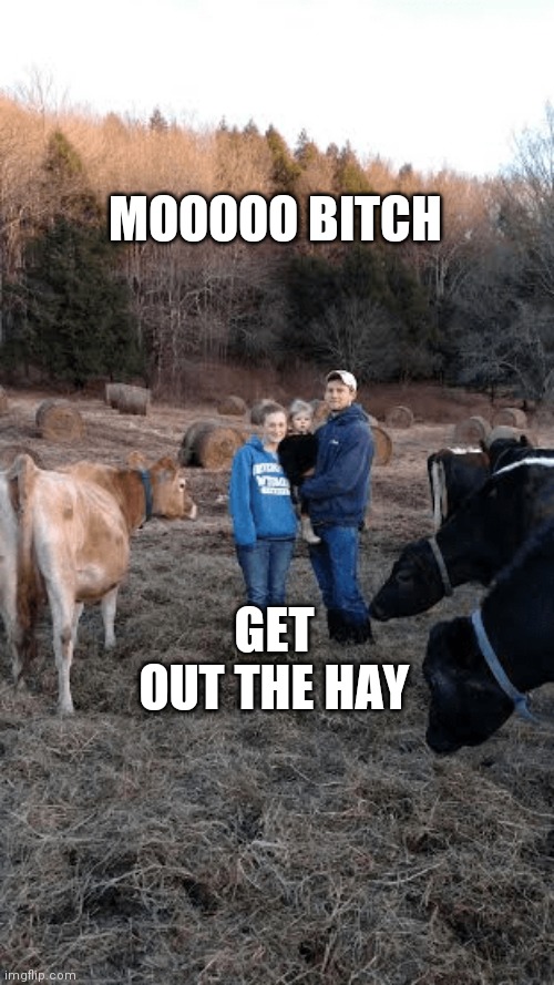 cow | MOOOOO BITCH; GET OUT THE HAY | image tagged in cows | made w/ Imgflip meme maker